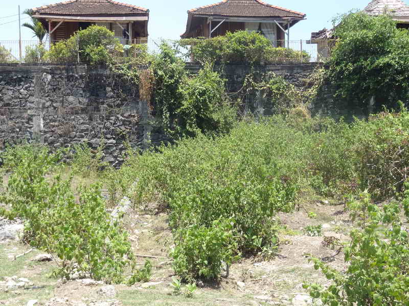 flcanggu65